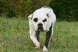 BOULEDOGUE AMERICAIN 368